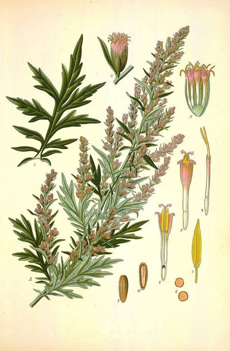 bitter wormwood to purify parasites