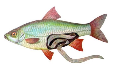 fish as a cause of human infection by parasites