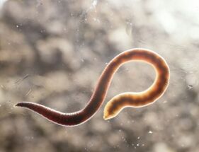 parasitic worm of man