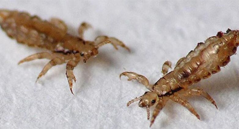 Lice are ectoparasites that cause head lice.